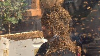 Bee beard world record set in Toronto