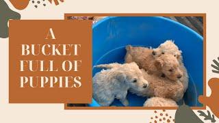 A BUCKET FULL OF PUPPIES - GOLDENDOODLES - MAKE A MESS