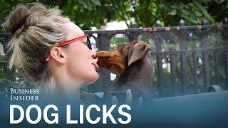 This is why you should stop letting your dog lick your face