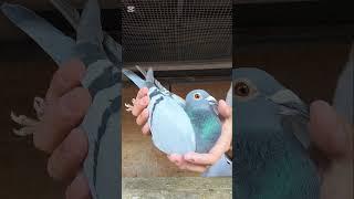 Extreme Marathon Pigeons