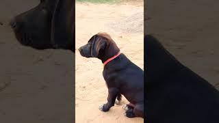 Baby Dog  Barking Sound 13 #shorts #dogsound #dogvoice #puppyvoice #barking