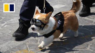 China’s first corgi police dog makes public debut