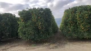 Massive Citrus and Avocado Groves of the Pauma Valley