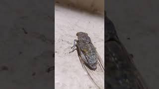 Тайский слепень #shorts #insects