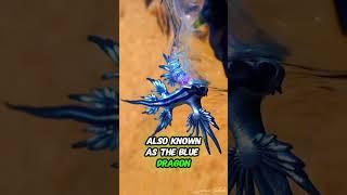 This Tiny Creature Is a Poisonous Dragon! (Blue Sea Dragon)