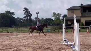 Horse exercise videos with dressage, grids and jumper work