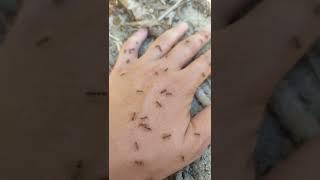 Что делать если напали муравьи Укус муравья What to do if ants attack Ant sting