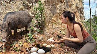 The Lonely Life of a Rural Girl, Lucky to Find a Pig escaped from the barn and a lost Duckling
