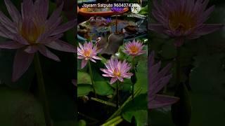 Pink Suwana Waterlily from my Home lotus Garden #lotusgarden #garden #mylotus #viral  #gardenflowers