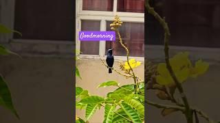 #morning#birds#vibes