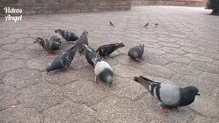 hermosas palomas comiendo en el parque