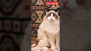 Top 10 Fascinating History of Ragdoll Cats!#facts#animals#cat