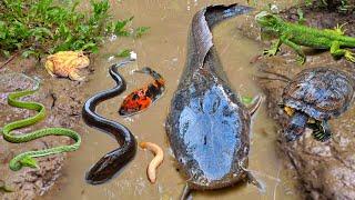 Amazing! Catch big catfish in the hole there are snakehead fish, gourami, eels, ornamental fish