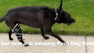 The Story Of Twizzle Recovering With A Posh Dog Knee Brace