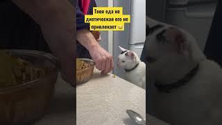 Кот Сэр Василий откушал пирога