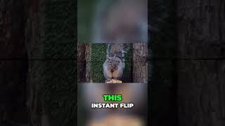 Squirrel vs 9mm Airgun