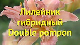 Лилейник гибридный Дабл Пумпон. Краткий обзор, описание характеристик hemerocallis Double pompon