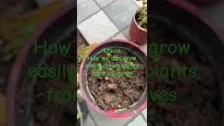 How we can grow easily crsula plants from its leaves at home #plantgoals #openplant #gladiolus #s