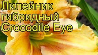 Лилейник гибридный Крокодайл ай. Краткий обзор, описание характеристик hemerocalis Crocodile Eye