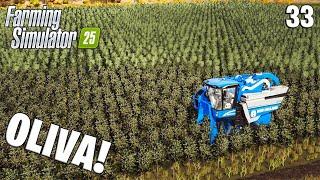 FARMING SIMULATOR 25 LIVE #33 - 2 hektár OLIVA!