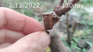 Летняя Прививка Персика черенком /GRAFTING A PEACH WITH THIS YEAR'S BRANCH  summer