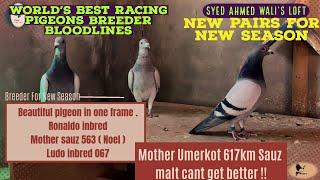 New Pairs For New Season | Syed Ahmed Wali's Loft | World Best Racing Pigeons Breeder Bloodlines