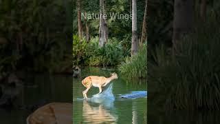 Deer vs crocodile fight #wildlife #animals #funny #animallover #deer#shorts