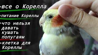 Все о попугаях Корелла! Содержание попугая! Рацион,клетка и что нельзя кушать Кореллам!