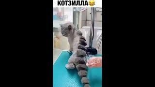 Котзилла