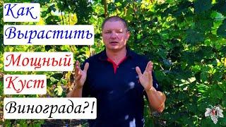 Как вырастить МОЩНЫЙ КУСТ ВИНОГРАДА всего за два года? Секрет правильной ПОСАДОЧНОЙ ЯМЫ!