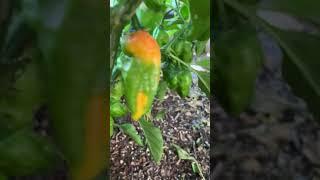 홈가든 최고 매운 고추 하바네로 (habanero)