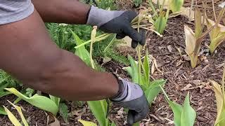 What To Do With Tulips After Flowering // April 2021