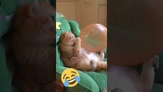 cat video | KUDOS KIDDIE #cat#catshorts #cats #youtubeshorts #shortsvideo #entertainment #short