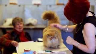 TICA's Kim Tomlin judging Persians in the Alter class