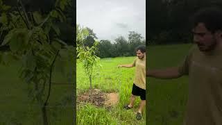 Log of chestnut orchard part 11 #stopmprp #stopeminentdomain