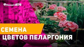  Семена цветов Пеларгония, Герань  Планета Агро