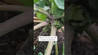 january winter garden zone 7b