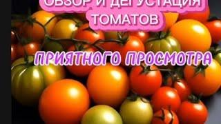 Обзор и дегустация томатов УБЕЖДЕНИЕ, МАР АЗУЛ, АЛЫЙ МУСТАНГ,КОЗУЛА 25, ДИТЯ ДЖУЛИИ И Т.Д...