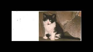 a tribute to my cat chewit who died tuesday10th may 2011  1080p