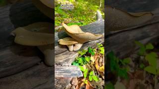 Пилолистник бокаловидный Neolentinus cyathiformis. Mushrooms. Грибы России.