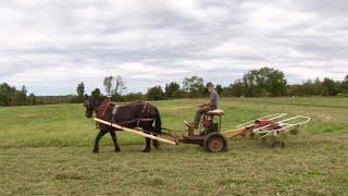 Can you use a Single Draft Horse to Ted a Field??? // Using a Motorized Tedding Machine