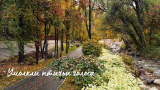 Умолкли птичьи голоса... | Мужское трио | Autumn song 