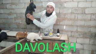 Quyonlar . Tajriba. Kasallik. Куйонлар. Тажриба. Касаллик. Кролики. Болезни. Опыт.