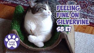 A Hangry Cat, Silvervine Sticks, A Limping Cat - Lucky Ferals S8 E7 - Cat Vlog