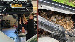 Customer States (Mechanic Finds Unexpected Furry Friends) | Just Rolled In
