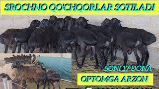 SROCHNO QO'ZI QO'CHQORLAR SOTILADI KELISHAMIZ MANZIL SAMARQAND V NUROBOD T NURBULOQ CHORVA BOZORI