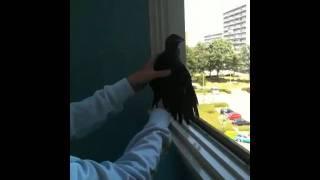 Marsdiep catches Dumb Crow
