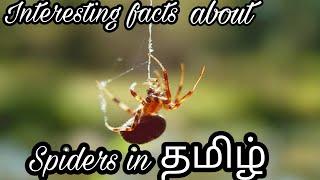 Interesting facts about Spiders in தமிழ் |with English subtitles |Mithi facts