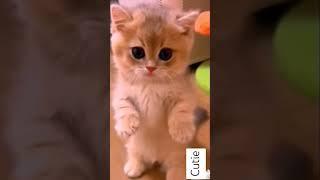#beautiful #cat #shorts #viral #wow  #youtube