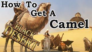 Black Desert How to get a Camel